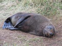 Albums/20060200-New Zealand 2006/20060314-Dunedin/52